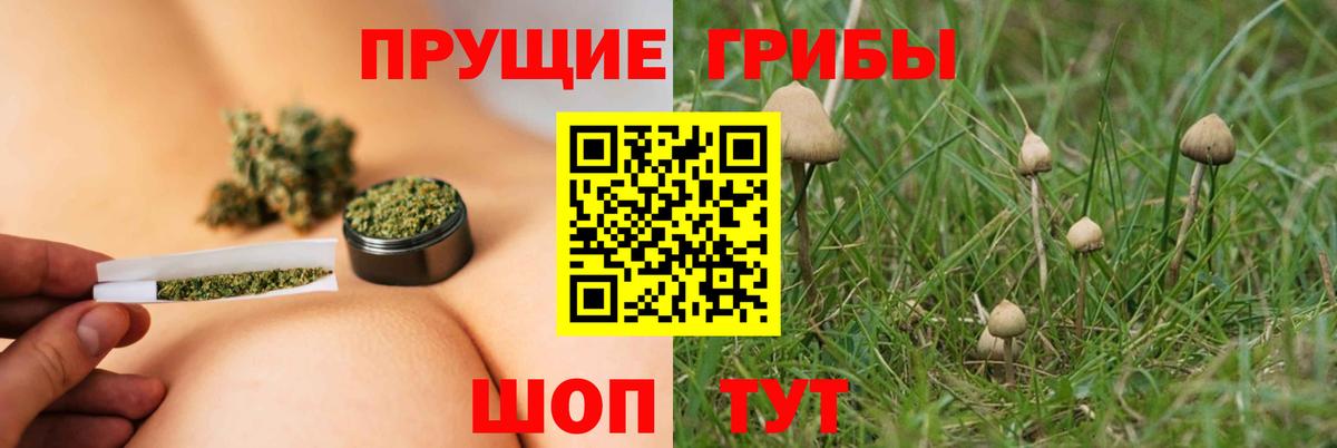 Псилоцибиновые грибы Psilocybine cubensis Уварово